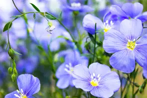 how to grow flax 2