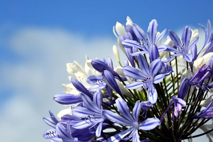 How to Grow Agapanthus