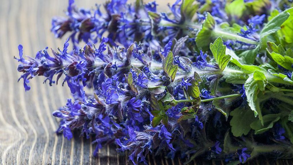 How to Grow Ajuga | Yates Australia