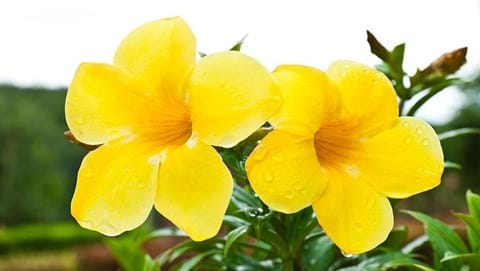 How to Grow Allamanda