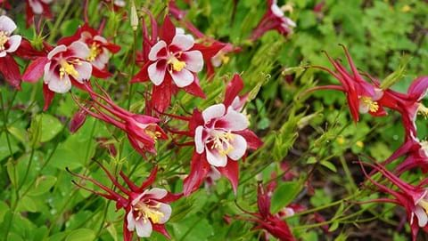 How to Grow Aquilegia