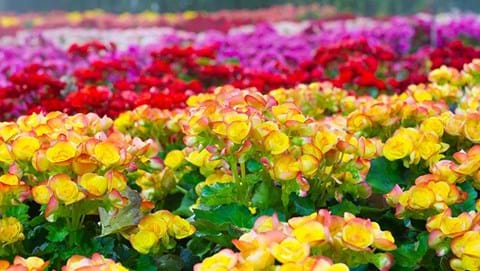 How to Grow Begonia