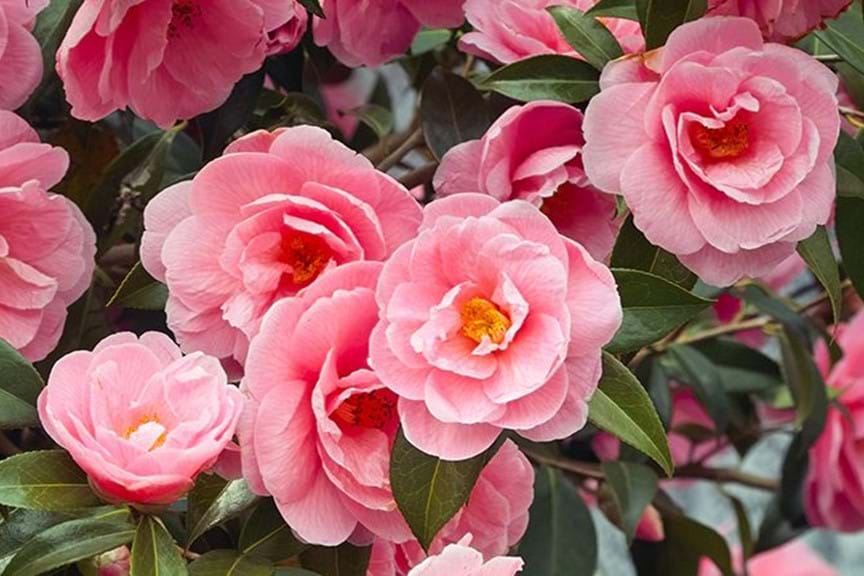 How to Grow Camellia | Yates Australia