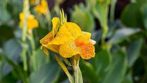 How to Grow Canna