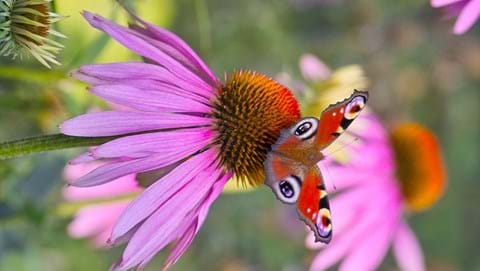 How to Grow Echinacea