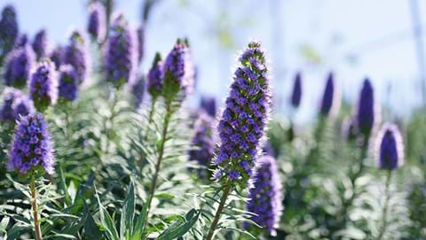 How to Grow Echium