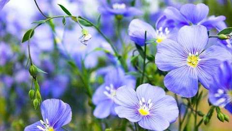 How to Grow Flax