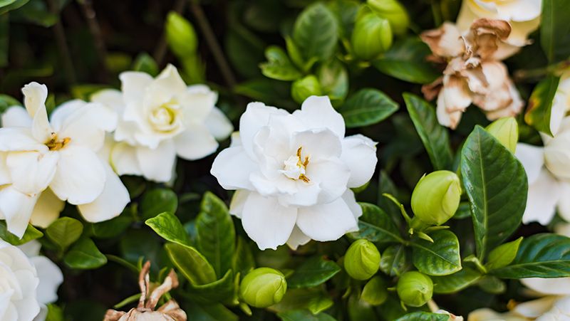 gardenias are warm weather favourites 1