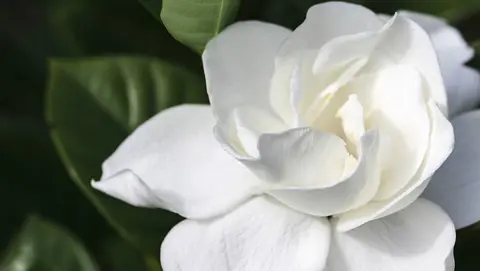 How to Grow Gardenia