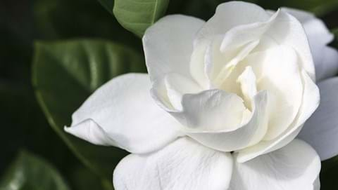 How to Grow Gardenia