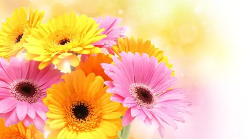 How to Grow Gerbera