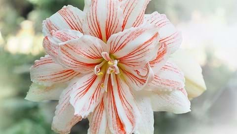 How to Grow Hippeastrum