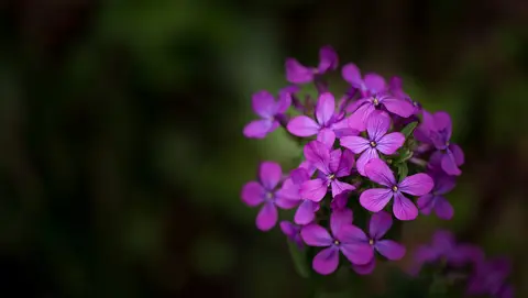 How to Grow Honesty