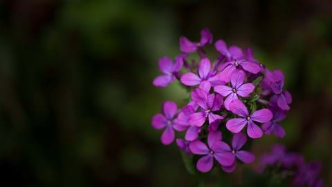 How to Grow Honesty