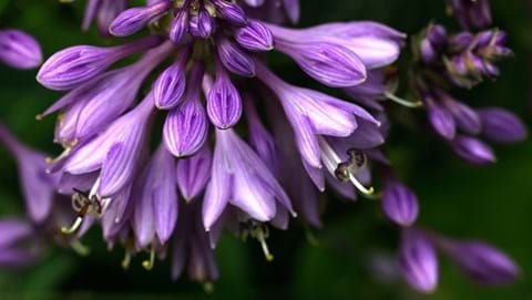 How to Grow Hosta