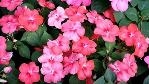 How to Grow Impatiens