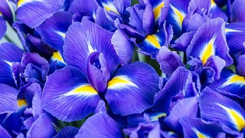 How to Grow Iris