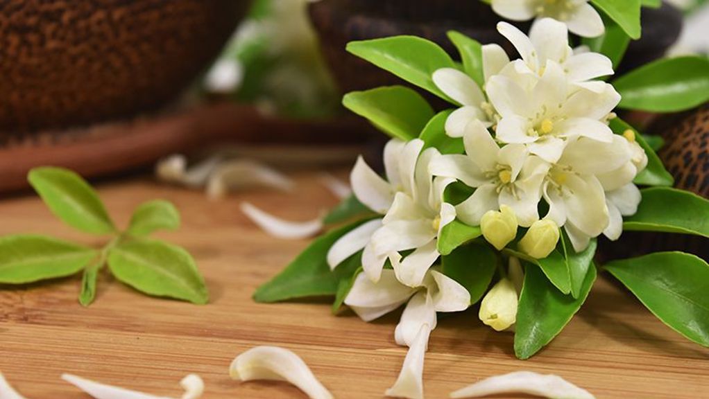 Jasmine