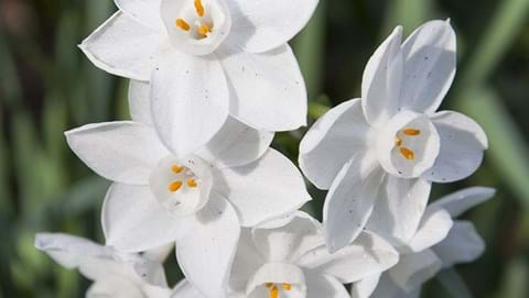 How to Grow Jonquils