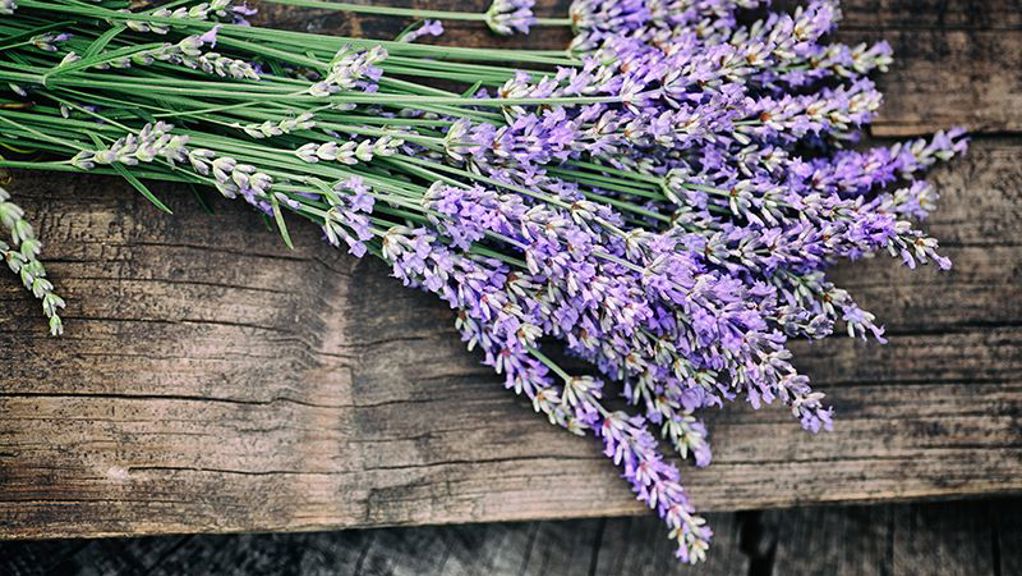 Lavender