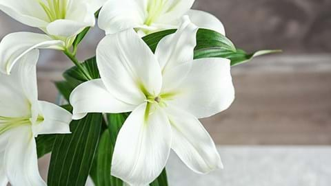 How to Grow Lily