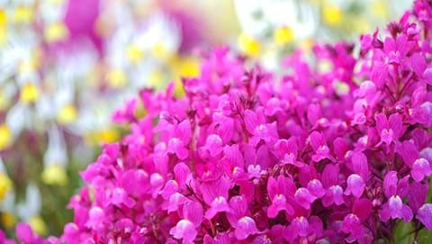 How to Grow Linaria