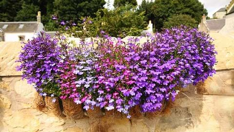 How to Grow Lobelia