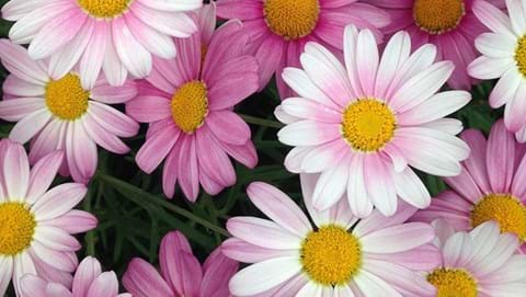 How to Grow Marguerite Daisies