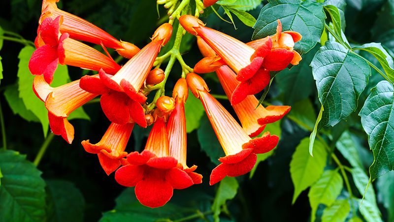 Trumpet vine discount