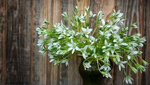 How to Grow Ornithogalums