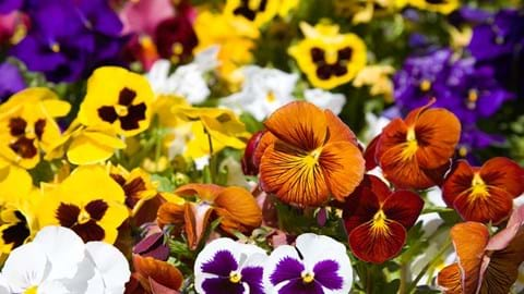 How to Grow Pansies