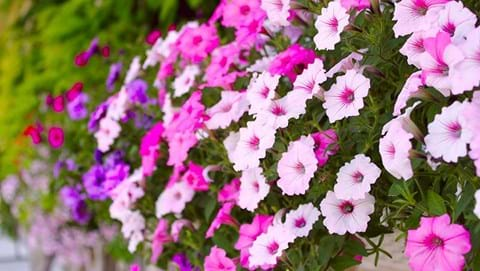 How to Grow Petunia