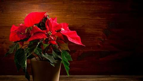 How to Grow Poinsettia