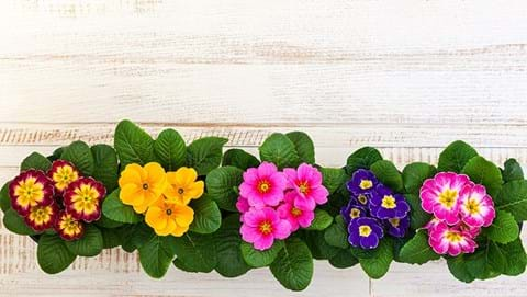 How to Grow Primulas