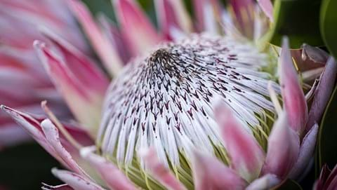 How to Grow Proteas