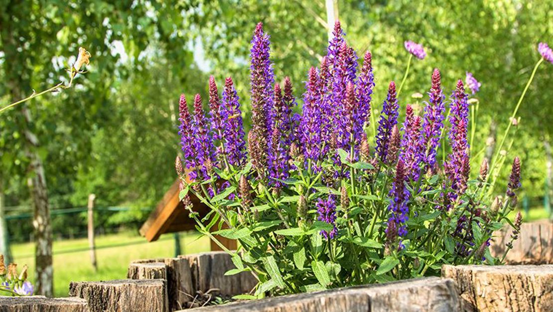 How to grow Salvias