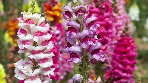 How to Grow Snapdragons