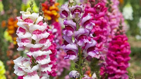 How to Grow Snapdragons