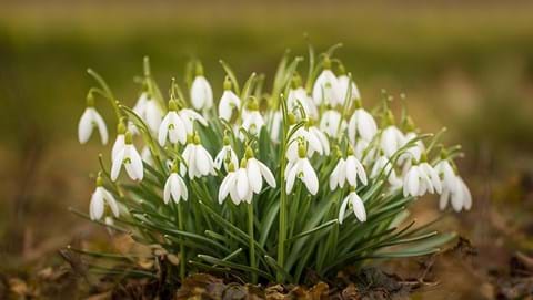 How to Grow Snowdrops