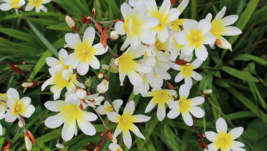 How To Grow Sparaxis How To Grow Sparaxis