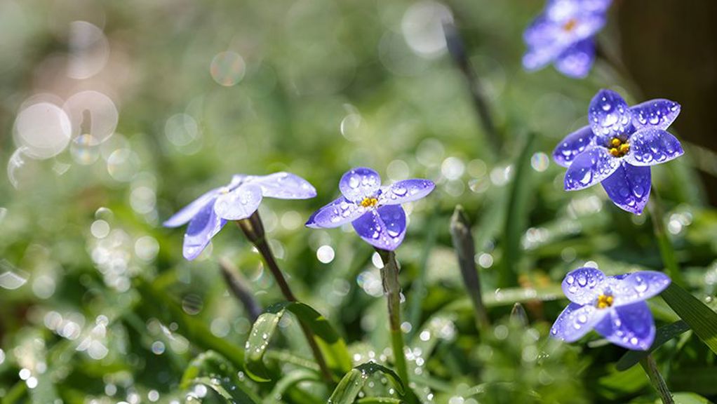 How to Grow Spring Stars | Yates Australia