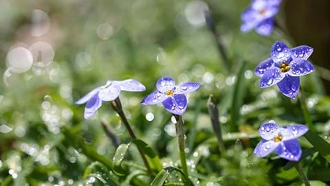 How to Grow Spring Stars