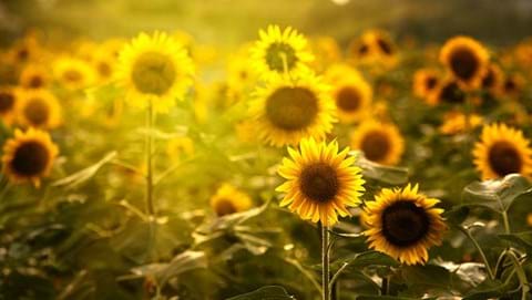 How to Grow Sunflowers