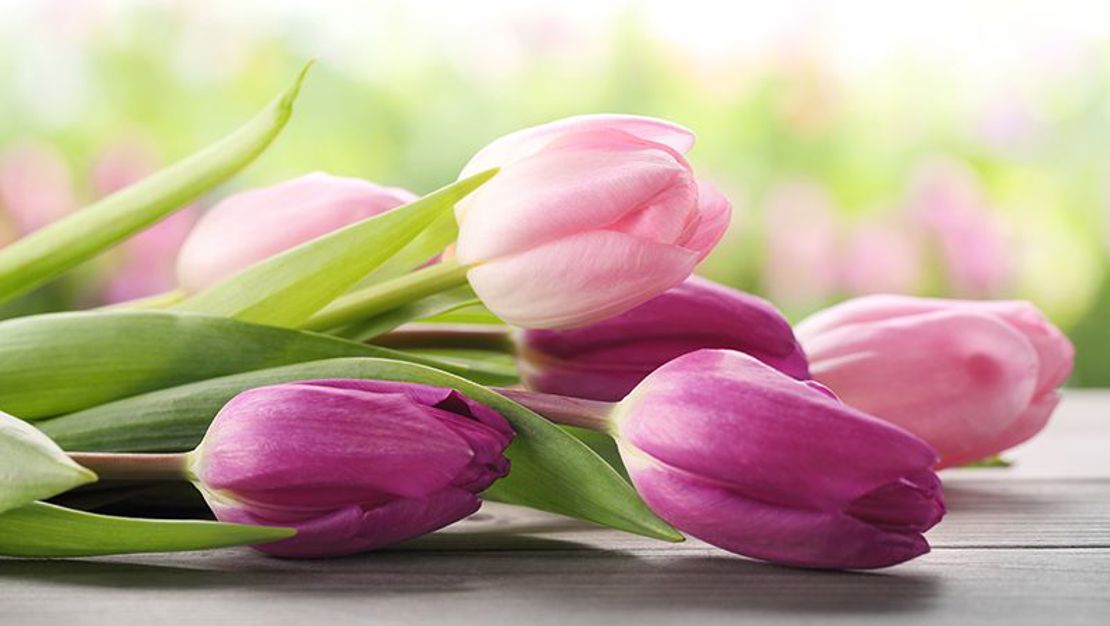 How To Grow Tulips