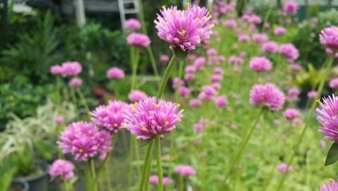 How to Grow Gomphrena