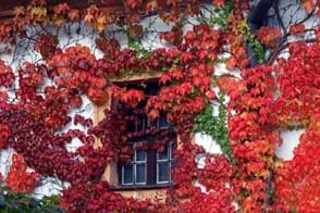 How to Grow Boston Ivy