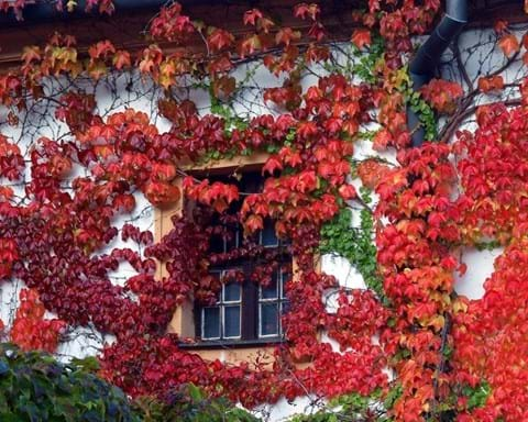 How to Grow Boston Ivy