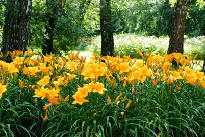 Daylilies