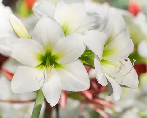 How to Grow Amaryllis