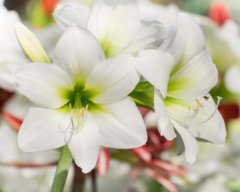 How to Grow Amaryllis